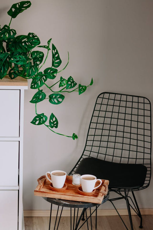 Discover 50 Beautiful, Safe Plants for Your Home at Earth Omi Sol!