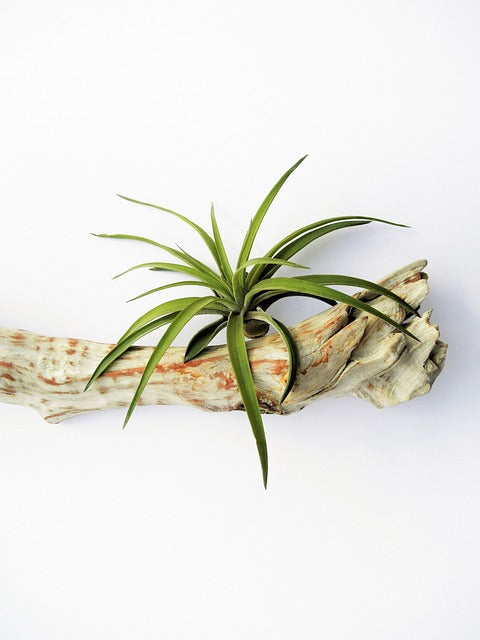 AIR PLANTS