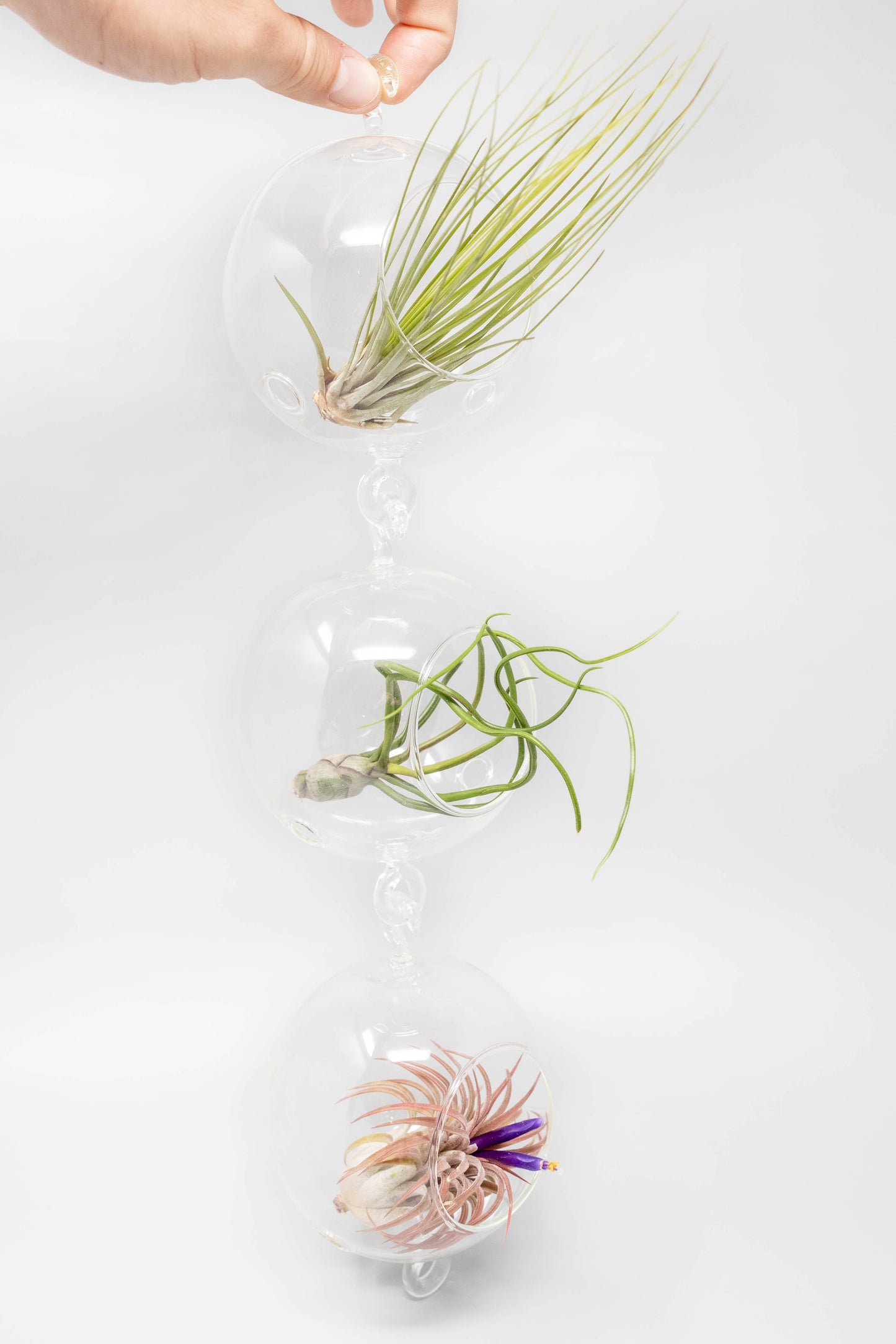 Vertical Garden Display featuring 6 Terrariums with Double Hooks and Air Plants