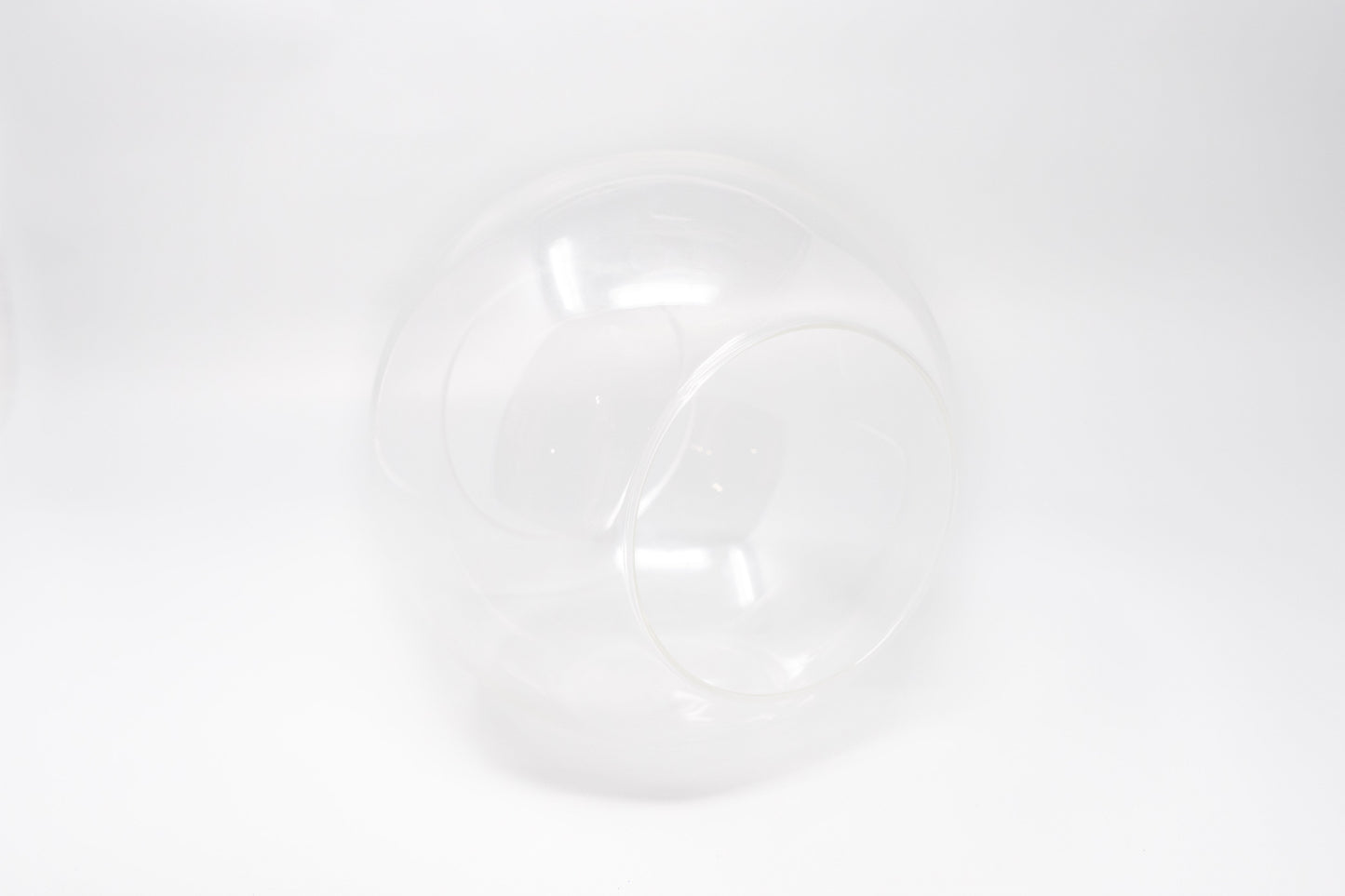 Large Hand-Blown Glass Terrarium with Tillandsia Caput Medusae & Harrisii