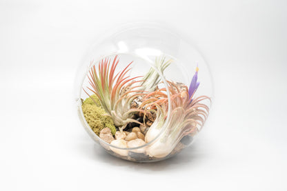 Large Hand-Blown Glass Terrarium with 3 Tillandsia Ionantha Air Plants