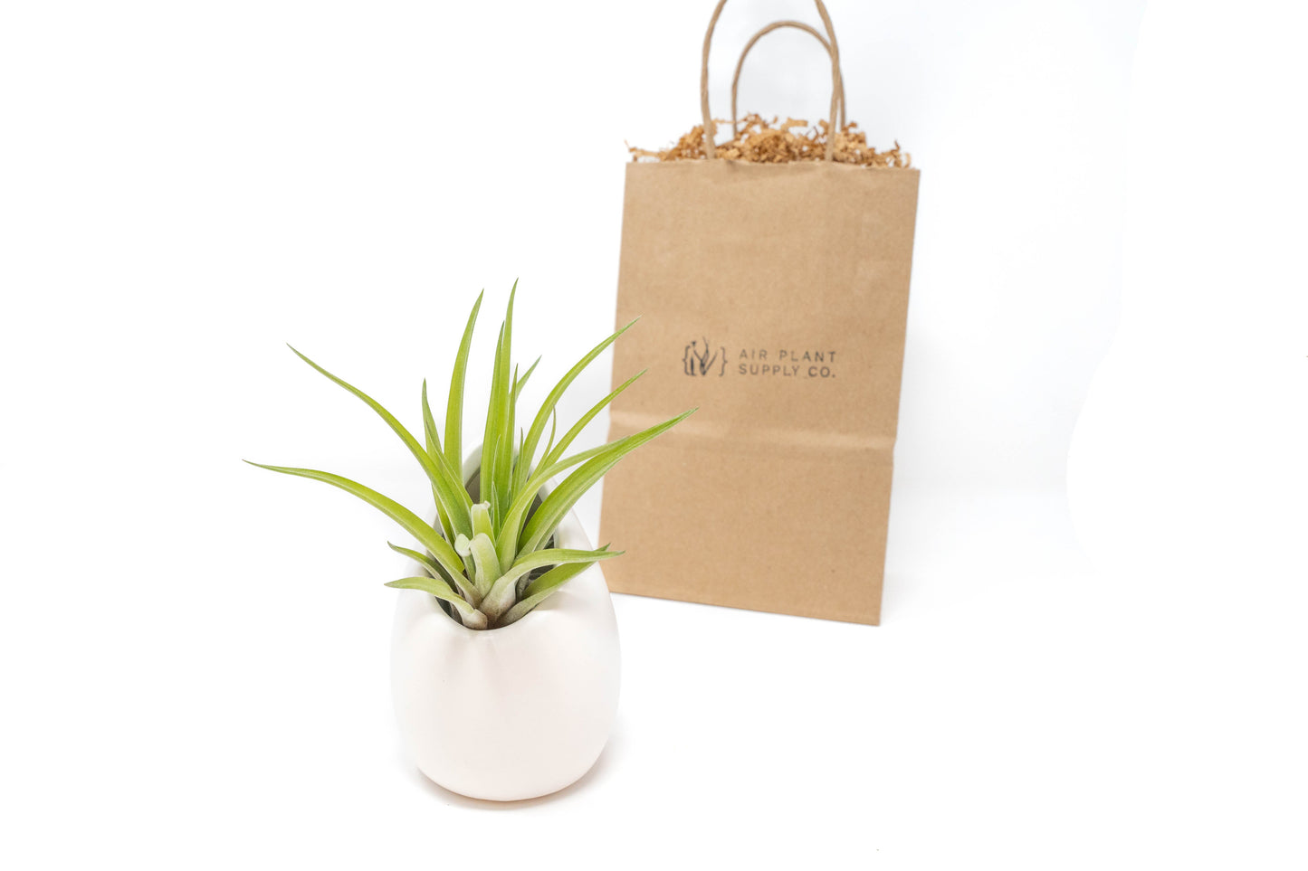 Gift Wrapped Large Ivory Ceramic Vase With Custom Tillandsia Air Plant