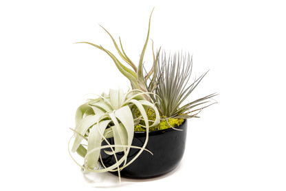 Large Fully Assembled Air Plant Bowl Garden