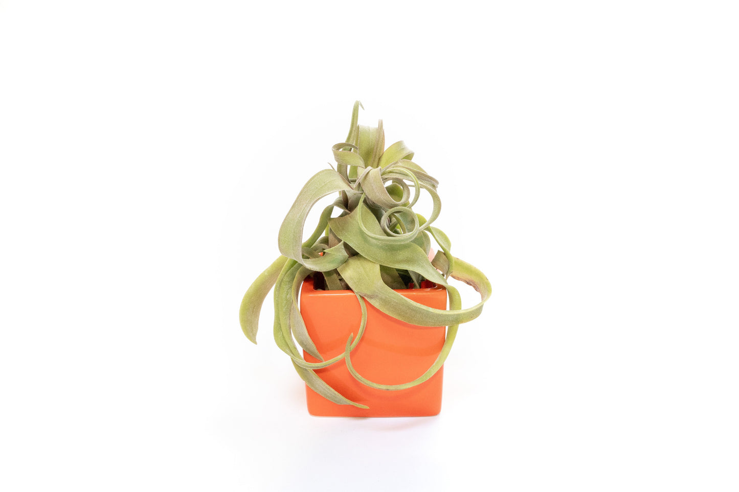 Naranja Orange Ceramic Cube Container with Large Assorted Tillandsia Air Plants