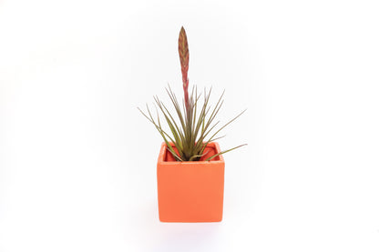 Naranja Orange Ceramic Cube Container with Large Assorted Tillandsia Air Plants