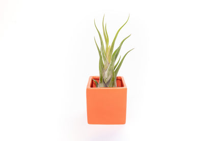 Naranja Orange Ceramic Cube Container with Custom Tillandsia Air Plant