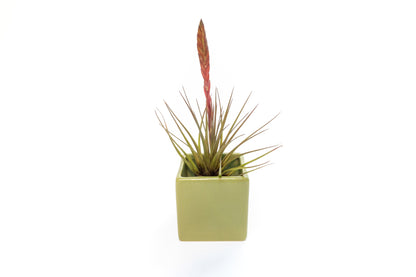 Ceramic Cube Container - Choose Your Custom Color and Tillandsia Air Plant
