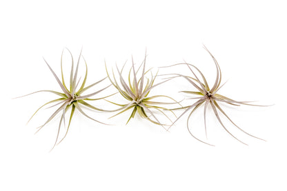 Tillandsia Tenuifolia Air Plants