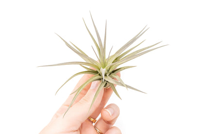 Tillandsia Tenuifolia Air Plants