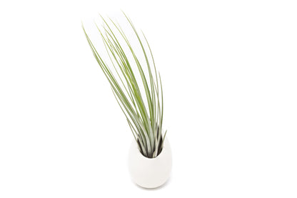 Large Ivory Ceramic Container - Choose Your Custom Tillandsia Air Plant