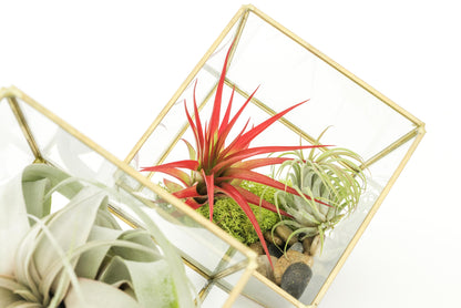 Heptahedron Geometric Glass Terrariums - Set of 2 - with Tillandsia Red Abdita, Ionantha and Small Xerographica