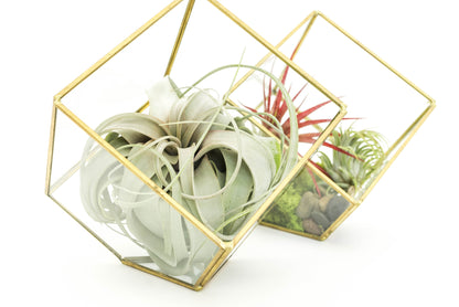 Heptahedron Geometric Glass Terrariums - Set of 2 - with Tillandsia Red Abdita, Ionantha and Small Xerographica