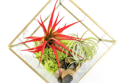 Heptahedron Geometric Glass Terrariums - Set of 2 - with Tillandsia Red Abdita, Ionantha and Small Xerographica