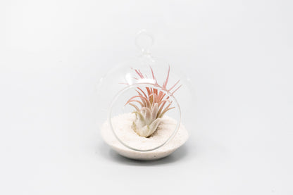 Mini Hanging Flat Bottom Beach Terrariums with White or Black Sand